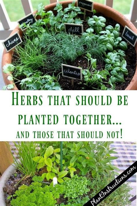 Tips for growing herbs (you don’t even need a garden)